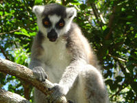 Madagascar