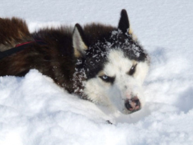 Winter activity holiday, Finnish Lapland