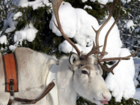 Finland family winter adventure holiday