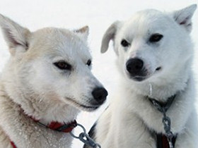 Winter short break in Swedish Lapland