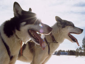Wilderness dog sledding trip in Norway