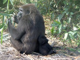 Tailor made gorilla safari in Gabon