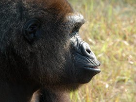 Tailor made gorilla safari in Gabon