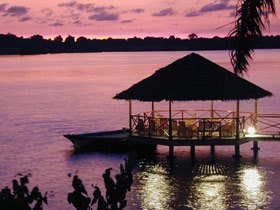 Tailor made gorilla safari in Gabon