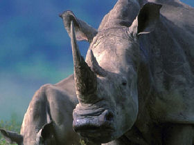 Kenya safari & beach holiday, tailormade