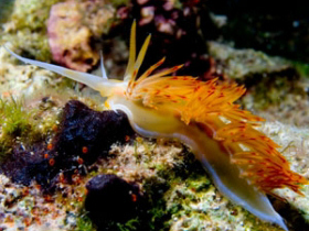 Liveaboard diving photography course, Greece