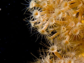 Liveaboard diving photography course, Greece