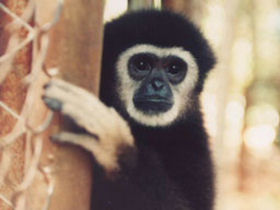 Volunteer at a gibbon rescue