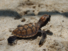 Turtle volunteering on Perhentian Island, Malaysia