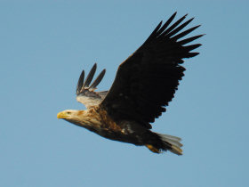 Kamchatka wildlife and bird watching cruise, Russia