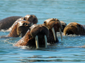 Kamchatka wildlife and bird watching cruise, Russia
