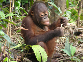 Wildlife and culture holiday in Malaysia