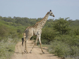 Kruger walking safari, South Africa