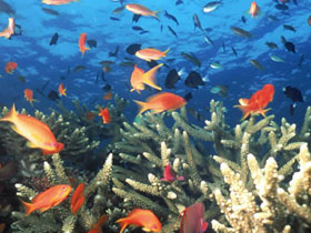 Fiji holidays, island hopping tour