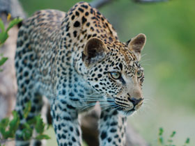 Kruger, coast and cape holiday in Southern Africa