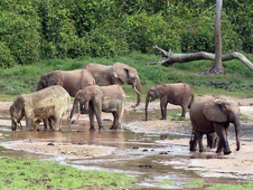 Wildlife and primates tour in central Africa