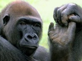 Wildlife and primates tour in central Africa