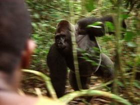 Wildlife and primates tour in central Africa