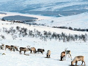 Sami culture holiday, Finnish Lapland