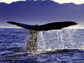 New Zealand holiday with Fiji stopover
