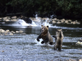 Grizzly bear watching holidays in British Columbia, Canada