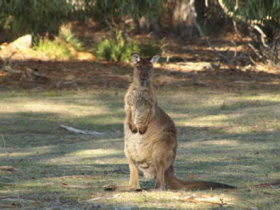 Kangaroo Island tours, 3 days 2 nights