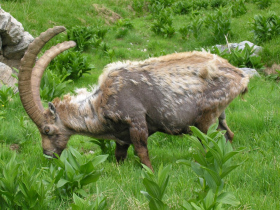 Gran Paradiso walking holiday in the Italian Alps
