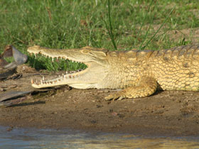 Southern Tanzania luxury safari holiday