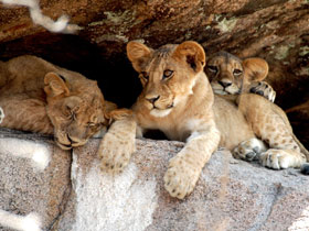 Southern Tanzania luxury safari holiday