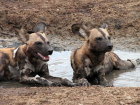 Southern Tanzania luxury safari holiday