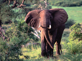 Southern Tanzania luxury safari holiday