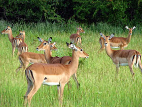 Southern Tanzania luxury safari holiday
