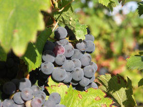 Wine tasting holiday in the Loire Valley 
