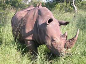 Kwa Zulu Natal self drive South Africa holiday