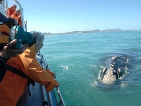 South Africa Cape, coast and safari holiday