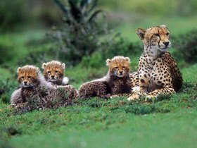 South Africa Cape, coast and safari holiday