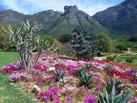 South Africa Cape, coast and safari holiday