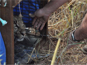 Leopard conservation holiday in South Africa