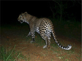 Leopard conservation holiday in South Africa