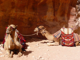 Petra camels
