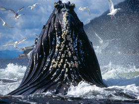 Alaska whale watching cruises
