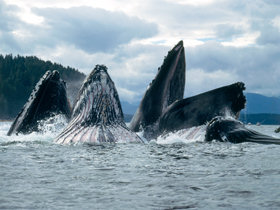 Alaska whale watching cruises