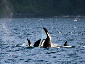 Canada whale watching cruise off Vancouver Island