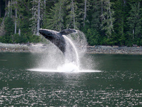 Canada whale watching cruise off Vancouver Island