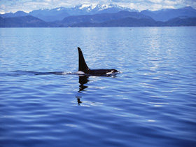 Canada whale watching cruise off Vancouver Island
