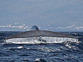 Whale watching tours in the Azores