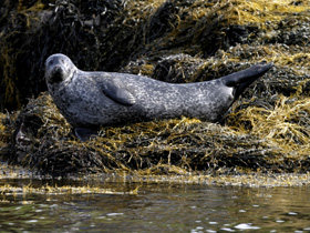 Dolphin watching holiday in Scotland