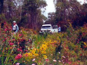 Pemberton half day tours in Western Australia