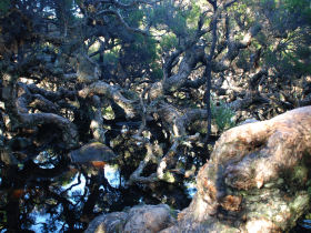 Pemberton day tours to Lake Jasper and Black Point, Western Australia