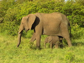 Kenya holiday, safari and cultural tour